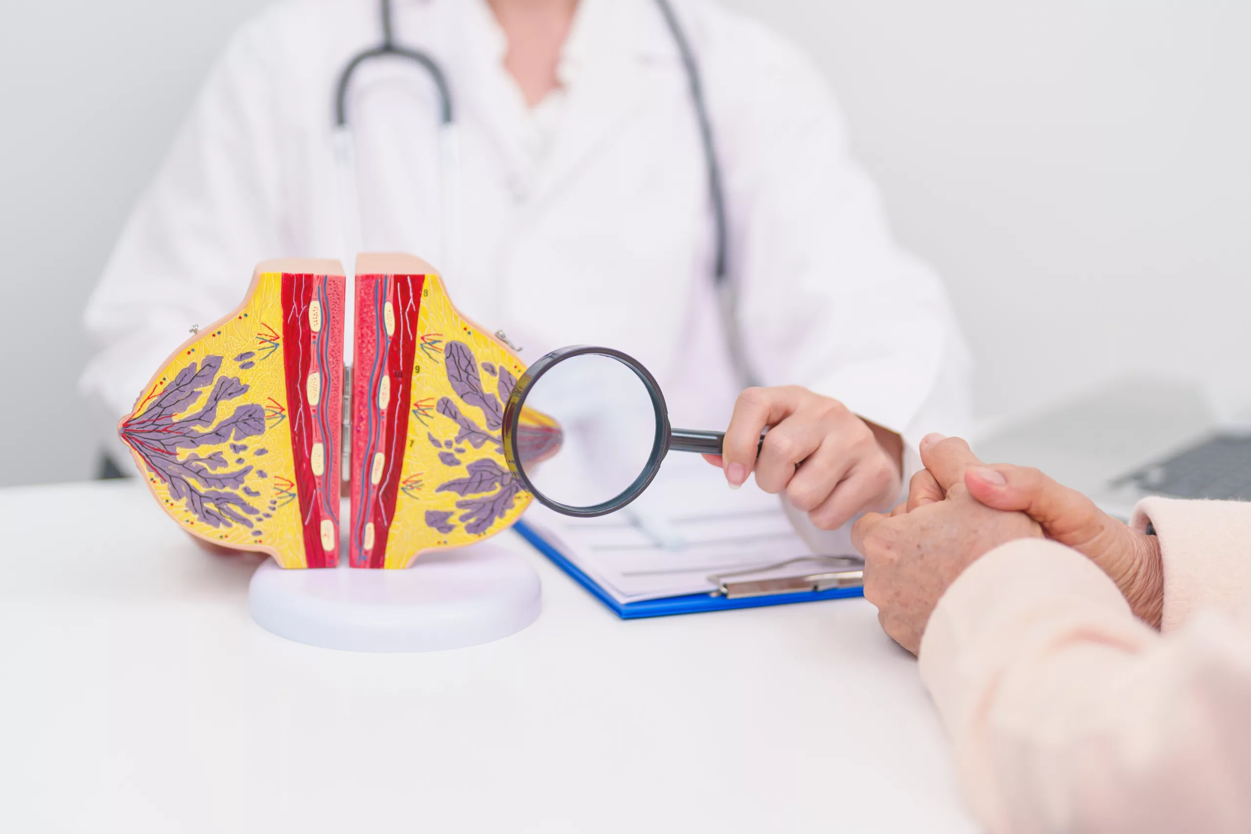 Breast health consultation and education A doctor uses a magnifying glass to explain a detailed breast anatomy model to a patient during a consultation.